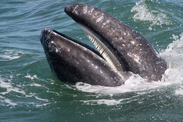 くじらの歯 クジラ 鯨 | nate-hospital.com