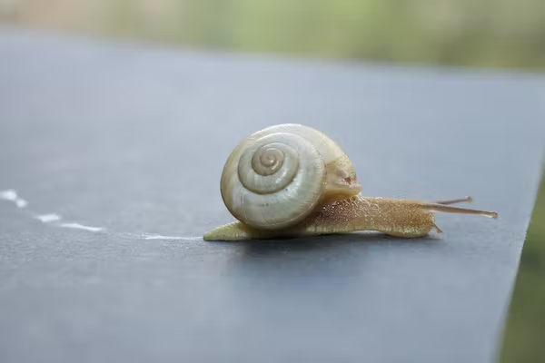 なぜ水っぽい頸管粘液が出るのですか?
